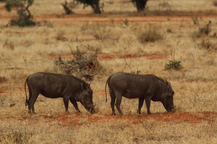 Tsavo 4